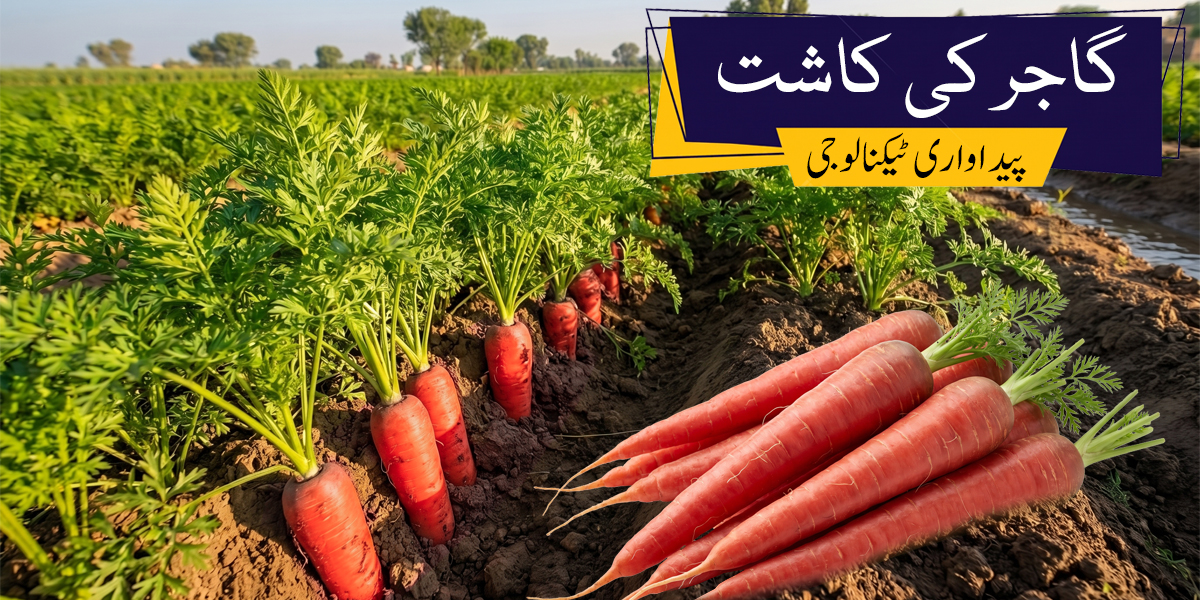 گاجر کی فصل اور مہارانی ورائٹی کی جدید کاشت  ( gajar ki jadeed kasht guide )