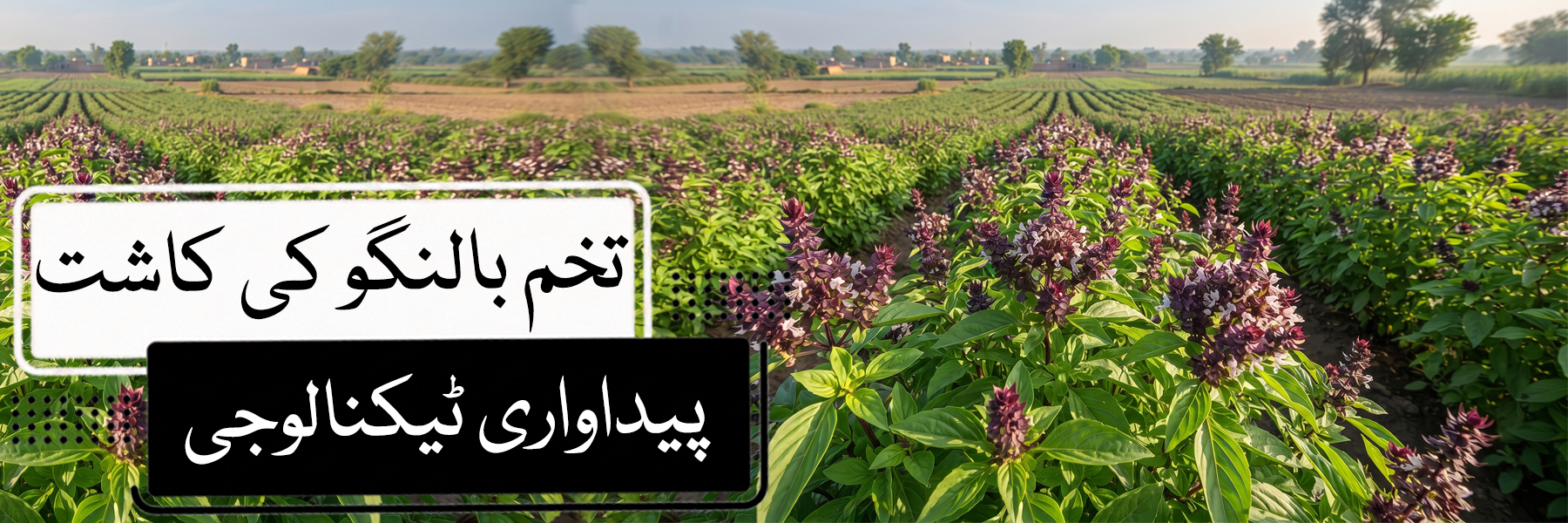تخم ملنگا کی کاشت اور جدید پیداواری ٹیکنالوجی | Tukhm e Malanga Farming in Pakistan