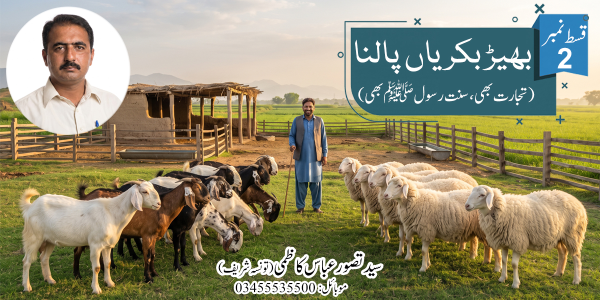 بھیڑ بکریاں پالنا - تجارت بھی سنتِ رسول ﷺ بھی - پاکستان میں لائیو اسٹاک فارمنگ رہنمائی
