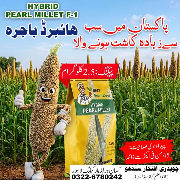 Hybrid bajra seed 2.5kg for green fodder and grain – lodging resistant pearl millet variety in Pakistan