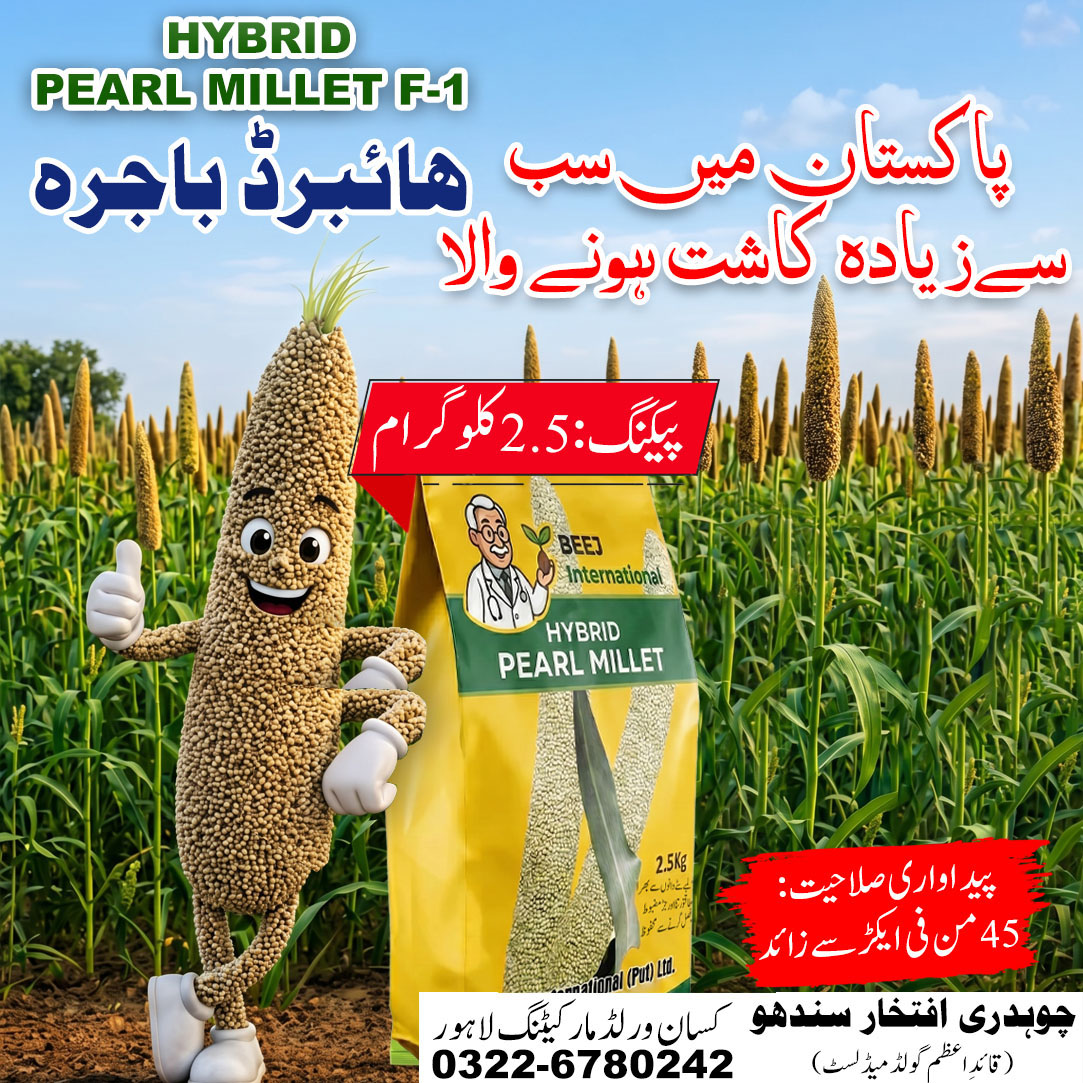 3. Hybrid pearl millet bajra crop standing upright in field – lodging resistant fodder variety Pakistan