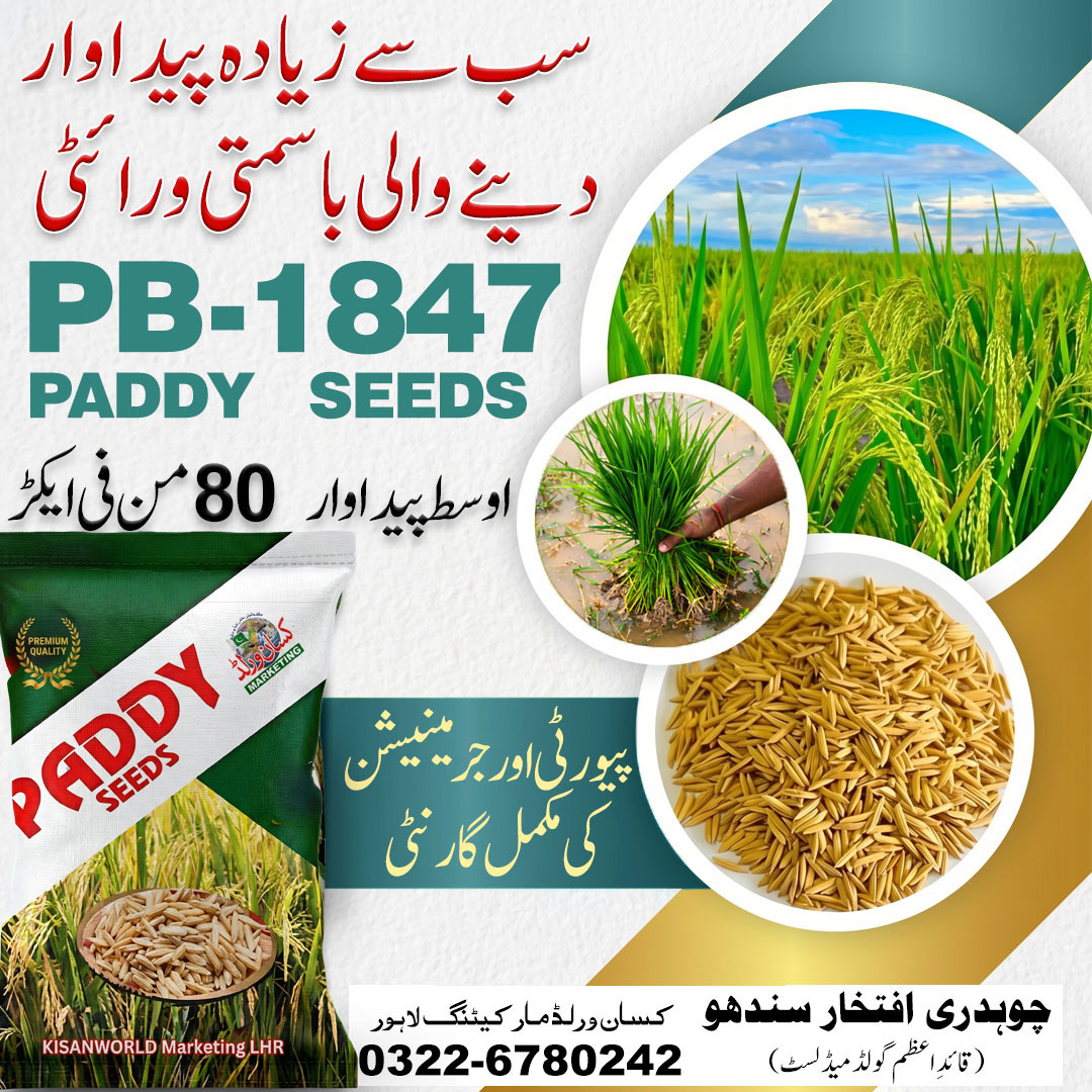 Basmati PB-1847 dhan seed bag label showing variety details and 20kg packing