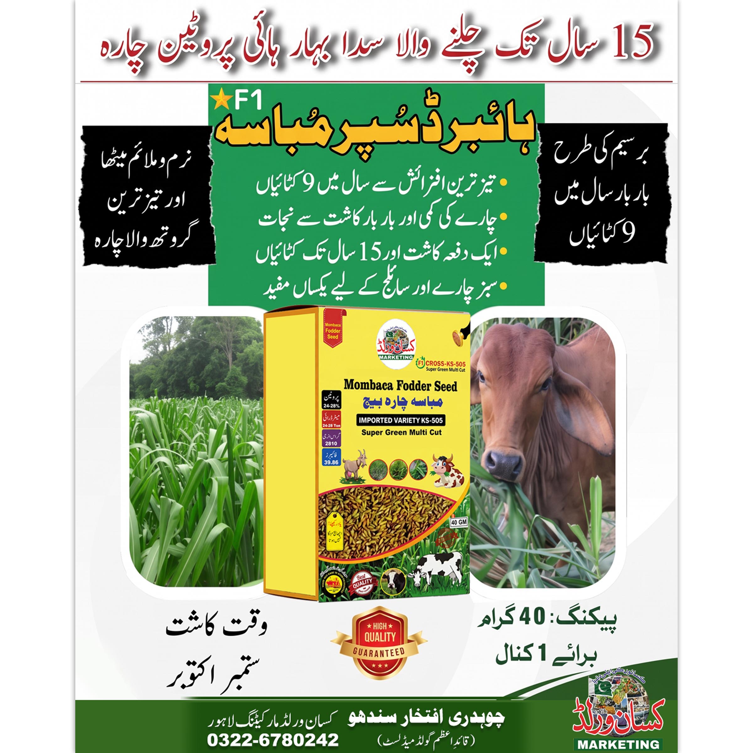 Mombasa Fodder Seed KS-505 for cattle and green fodder