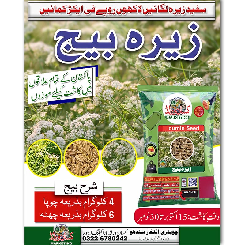 Safed zeera cumin seed 1kg – seed rate 4 kg by drill and 6 kg by broadcasting, sowing 15 October to 30 November – KISANWORLD Marketing Lahore