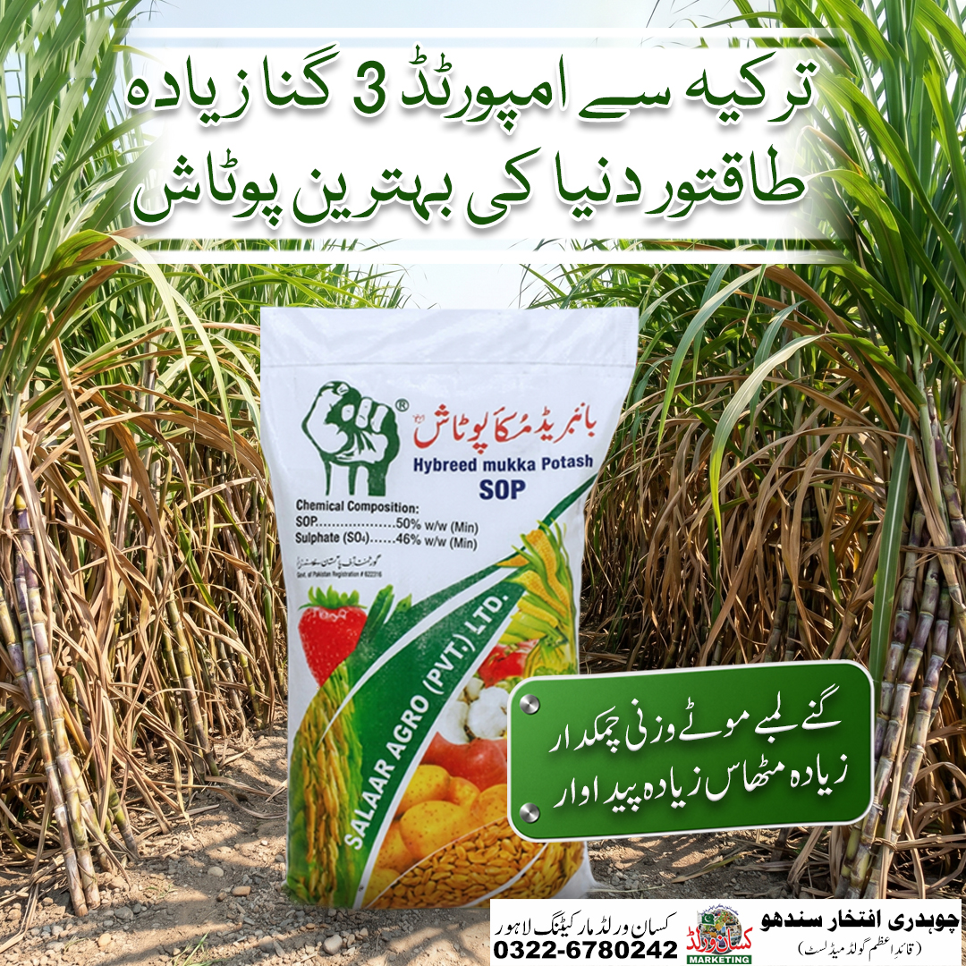 Hybreed Mukka Potash SOP used in potato, strawberry and vegetable crops in Pakistan